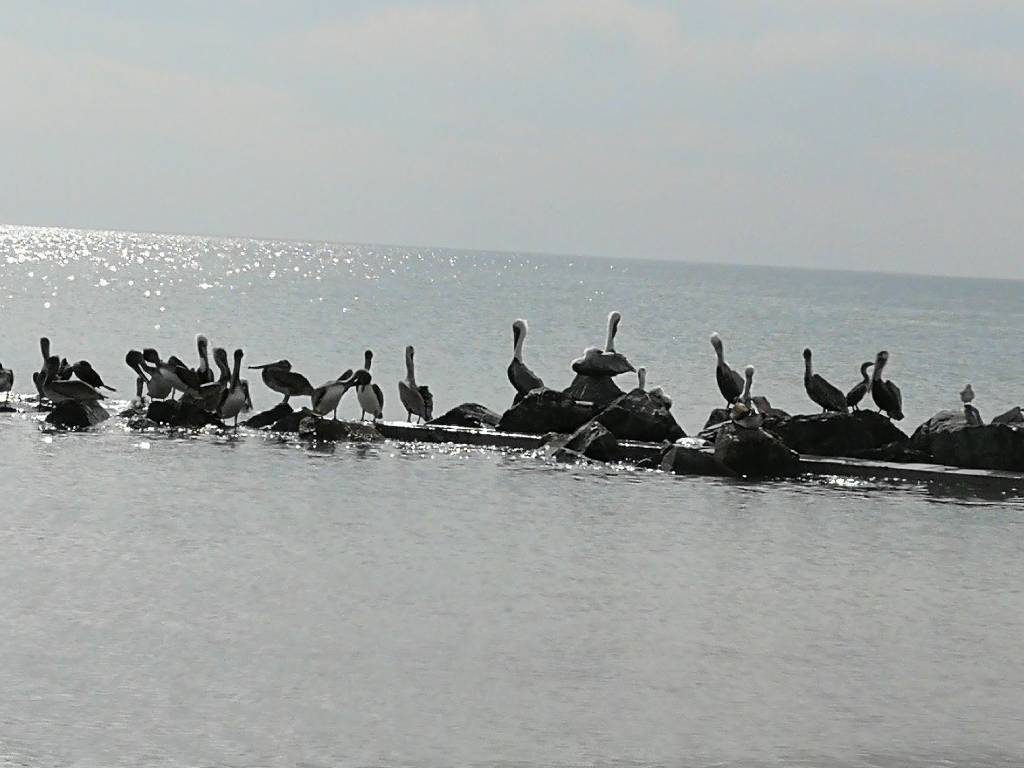 Natur pur auf dem Weg zur Insel Caladesi Island.