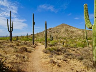 Wandern in der McDowell Sonoran Preserve
